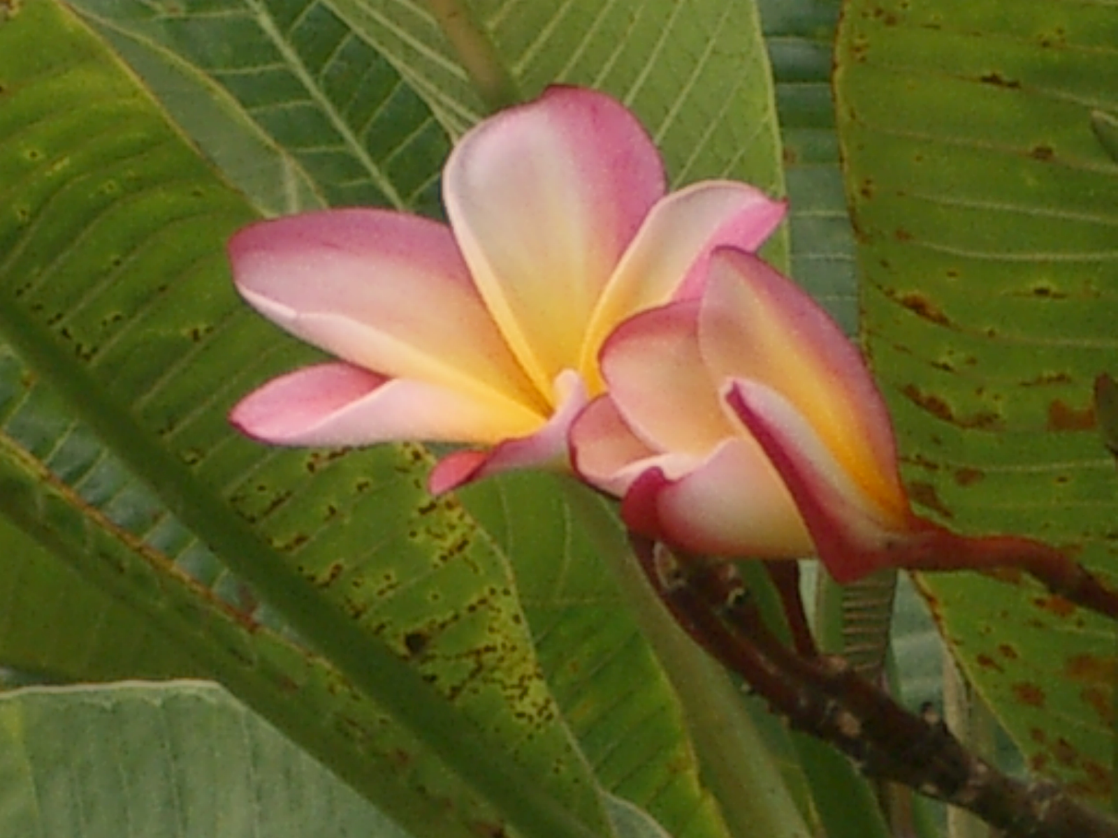imgp5330.jpg
